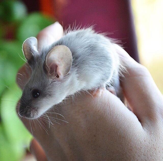 Mus MMD's Adelaide billede 14