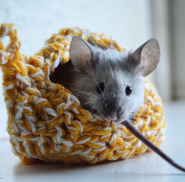 Mus MMD's Adelaide billede 15