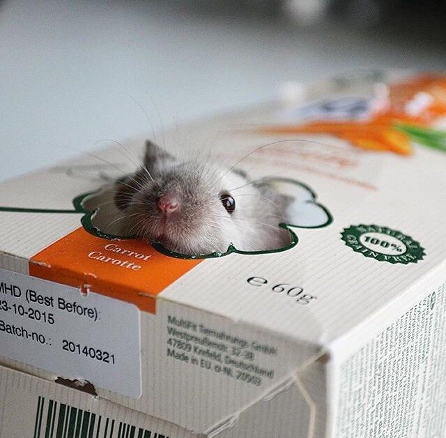 Mus MMD's Adelaide billede 16