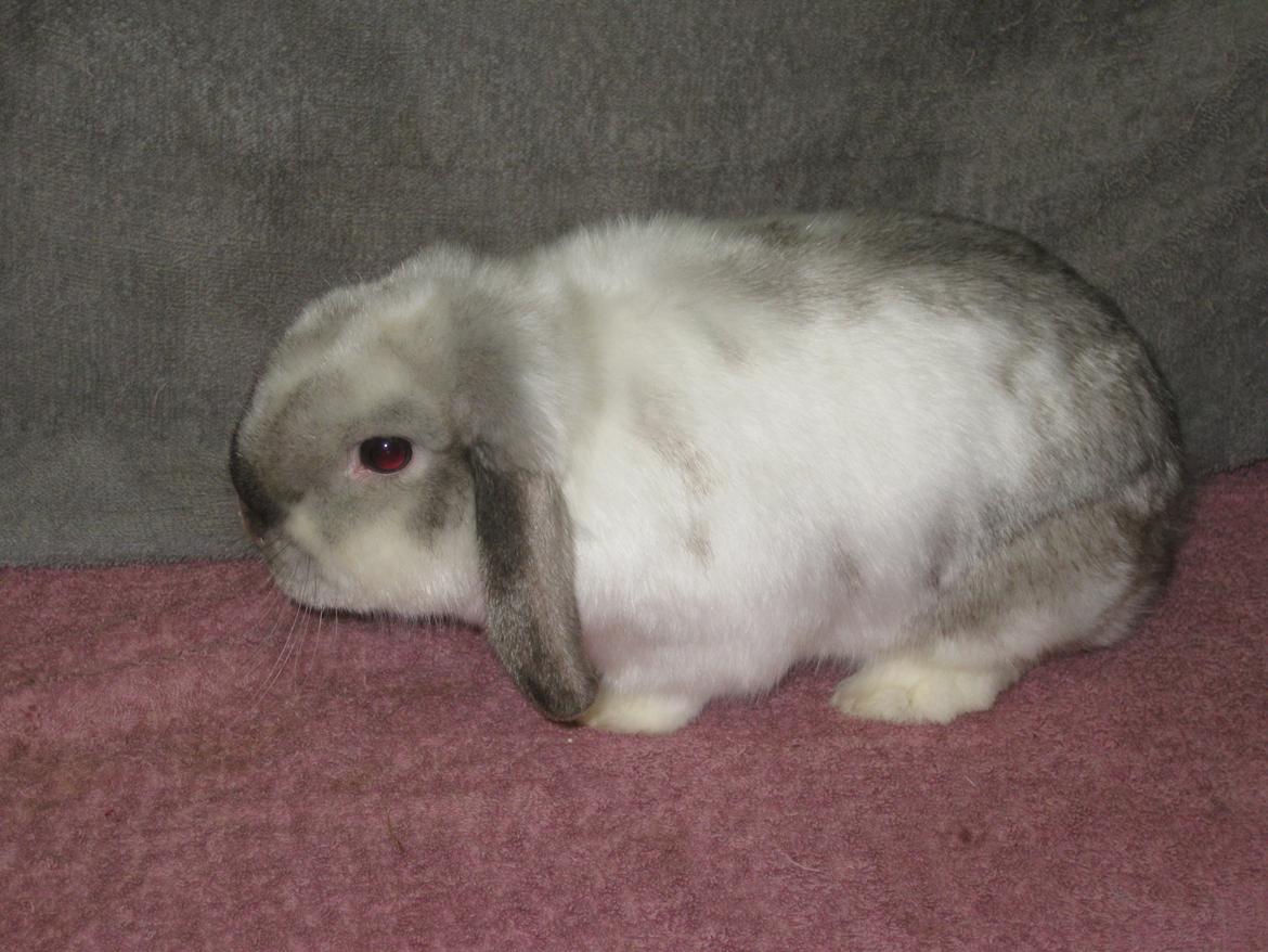 Kanin Kastaniens White Diamond billede 2