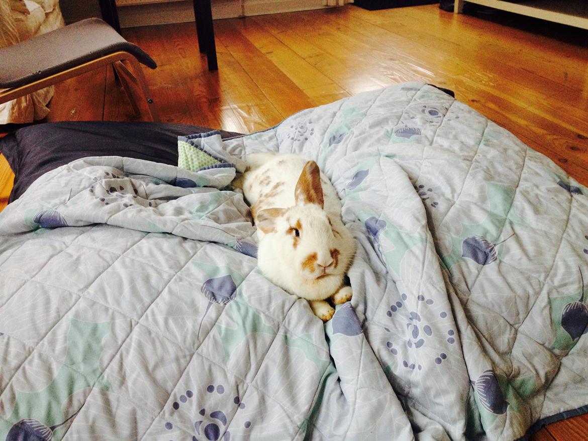 Kanin Stampe billede 20