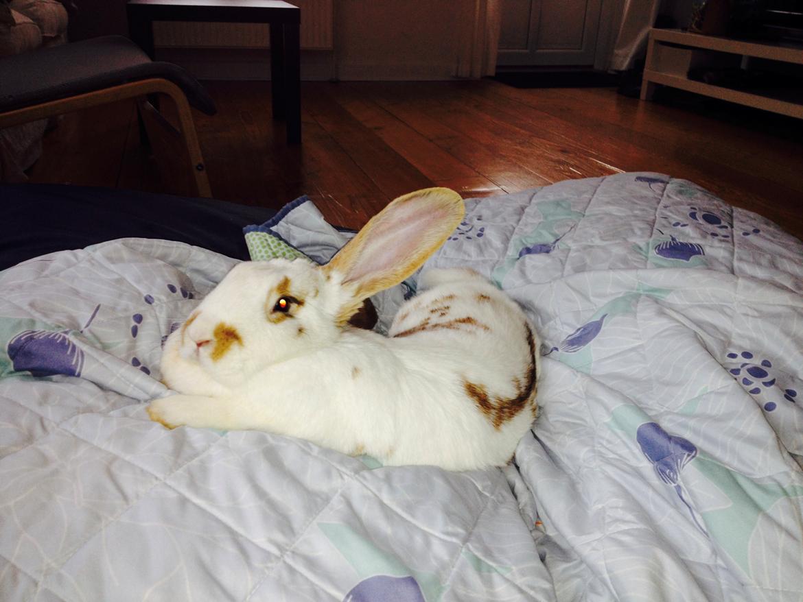 Kanin Stampe billede 23