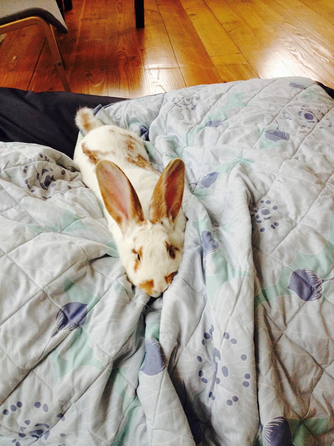 Kanin Stampe billede 24