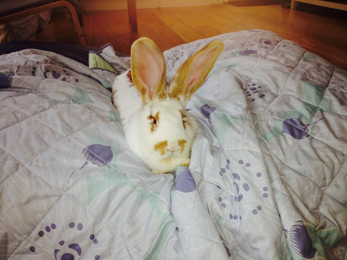 Kanin Stampe billede 21