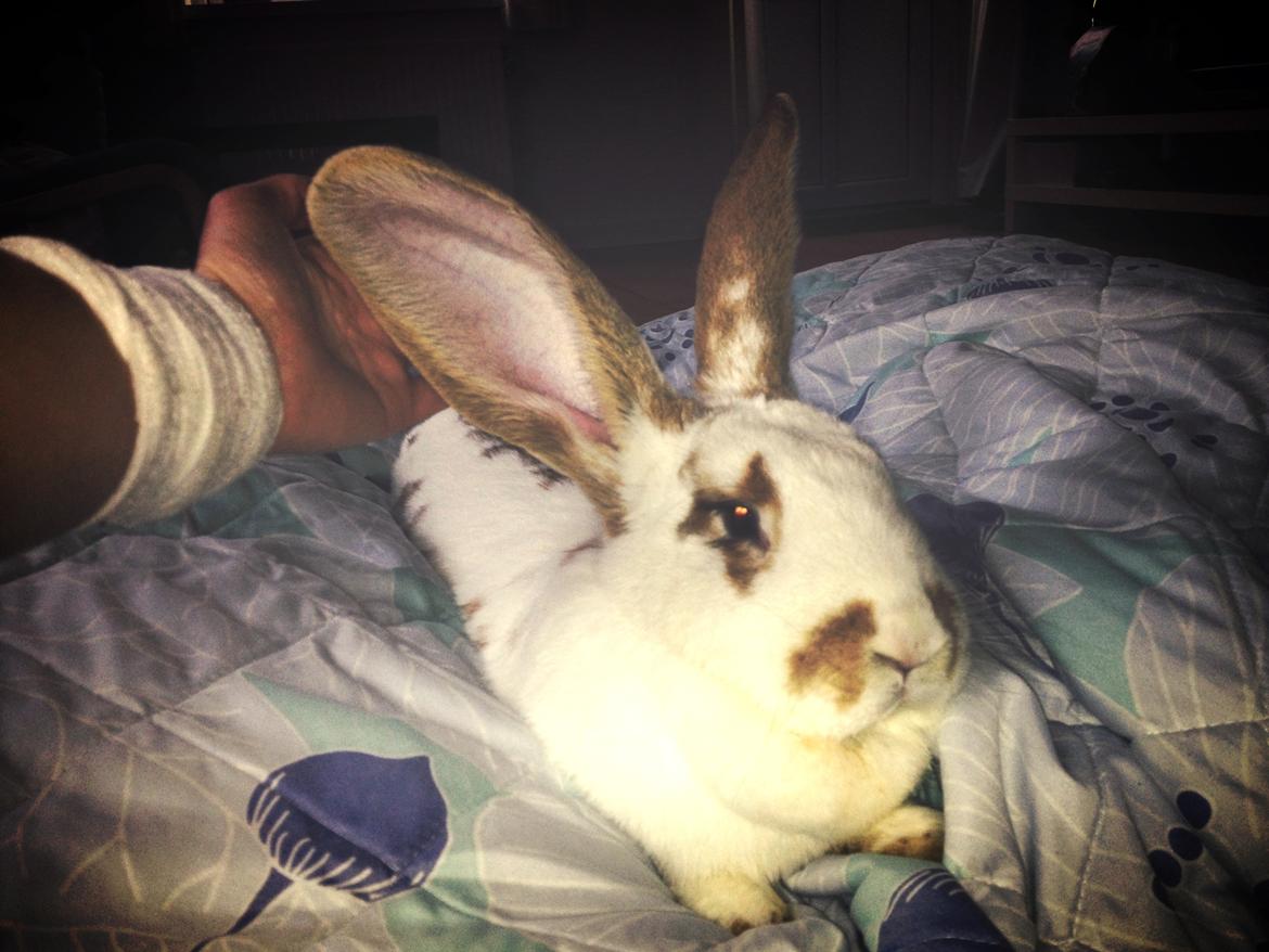 Kanin Stampe - De store øre!  Hehe  ;P billede 22