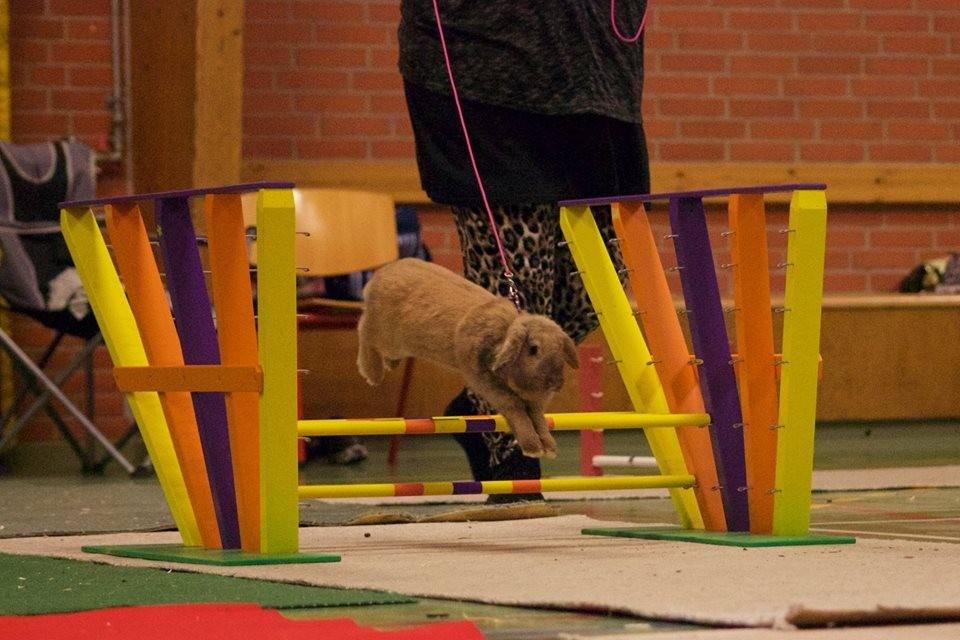 Kanin Oceans SCh. Playa Vargas af Sofiagården billede 22