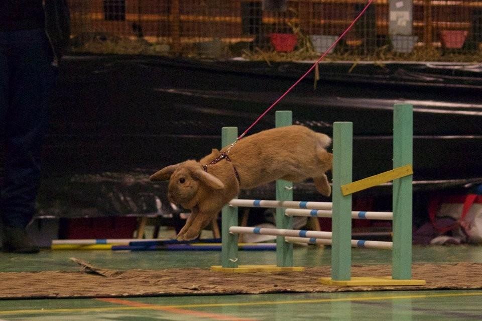 Kanin Oceans SCh. Playa Vargas af Sofiagården billede 21