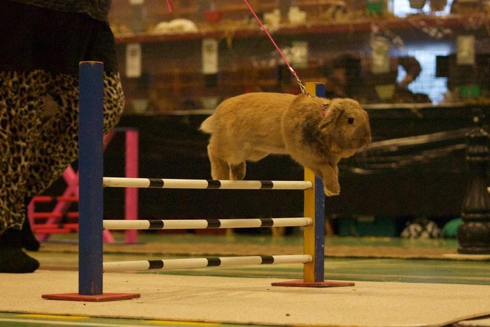 Kanin Oceans SCh. Playa Vargas af Sofiagården billede 23