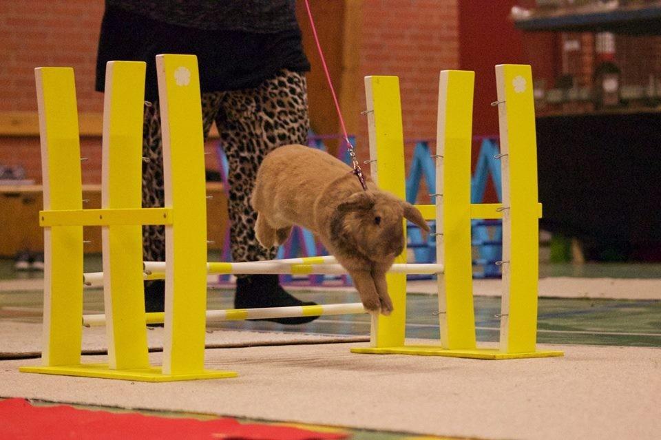 Kanin Oceans SCh. Playa Vargas af Sofiagården billede 24