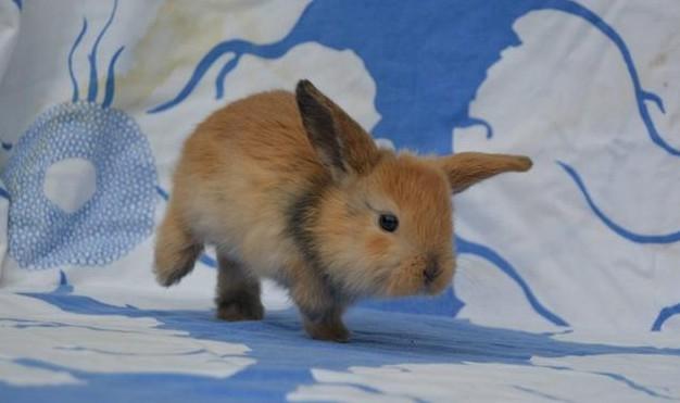 Kanin Oceans SCh. Playa Vargas af Sofiagården billede 26