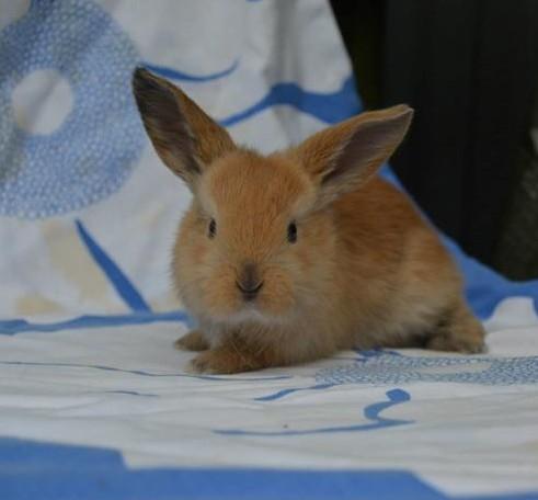 Kanin Oceans SCh. Playa Vargas af Sofiagården billede 27
