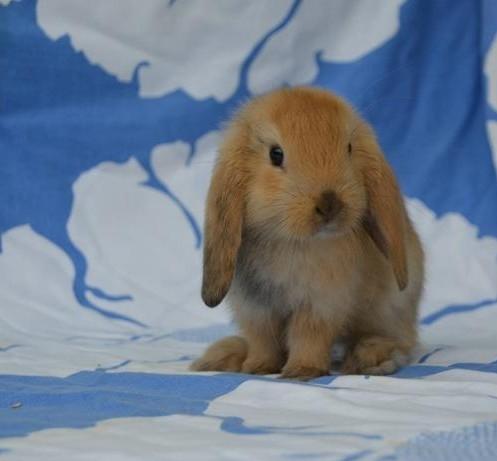 Kanin Oceans SCh. Playa Vargas af Sofiagården billede 25