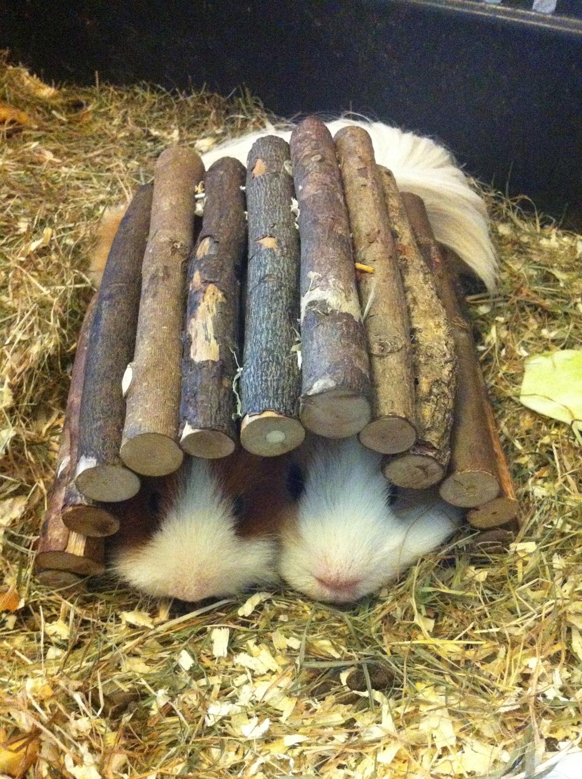 Marsvin Niels billede 17