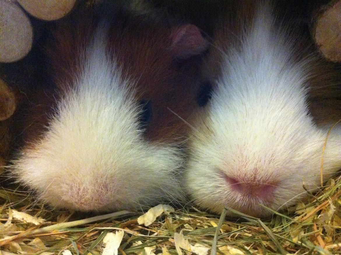 Marsvin Niels billede 18