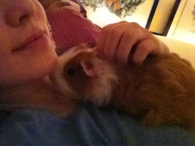 Marsvin Niels - Niels elsker at putte <3 billede 16