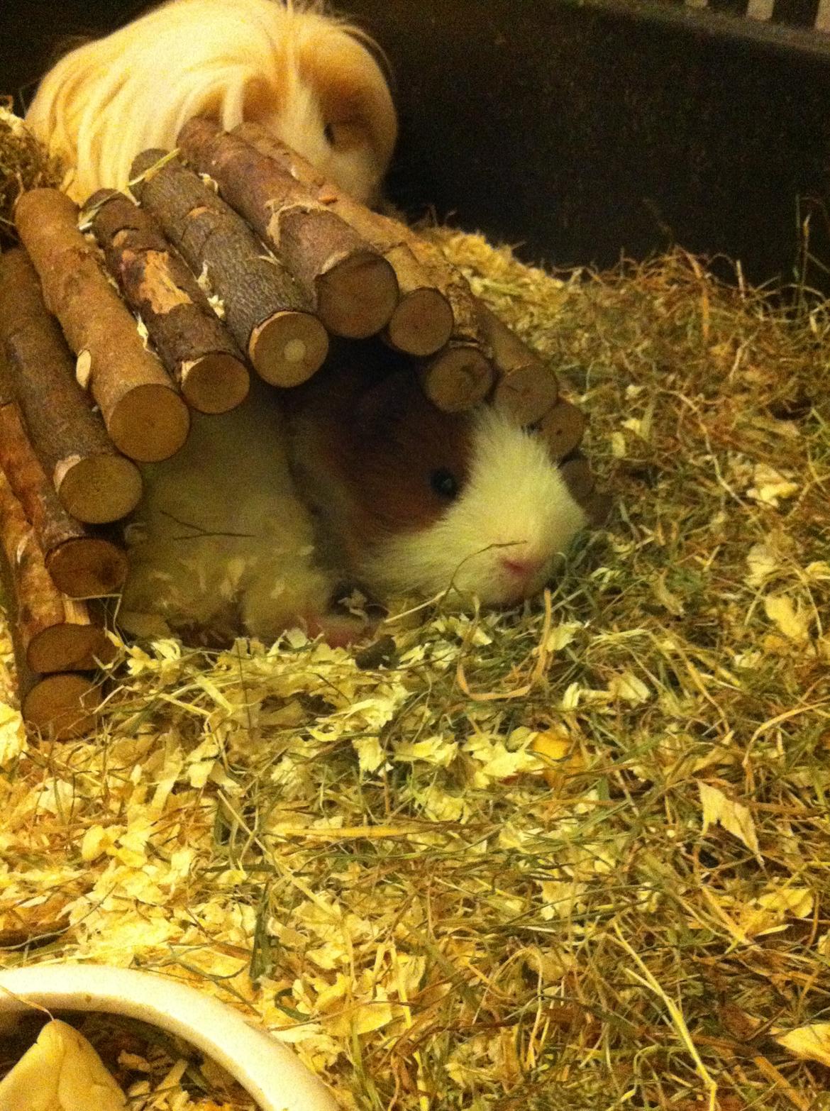 Marsvin Niels - Det er ikke altid nemt at være inde i huset, hvis man vil ligge på langs <3 billede 14