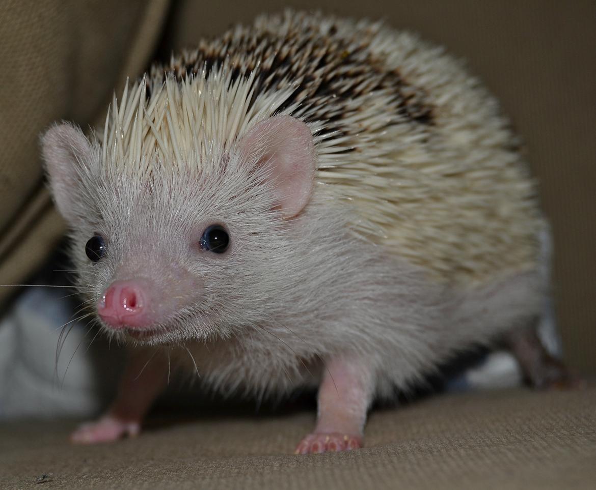 Pindsvin Snowie  billede 16