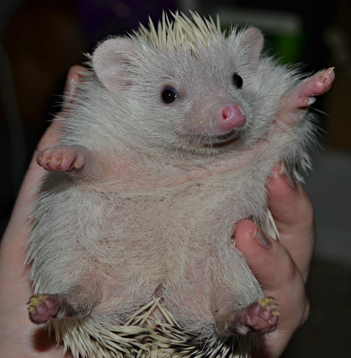 Pindsvin Snowie  billede 19