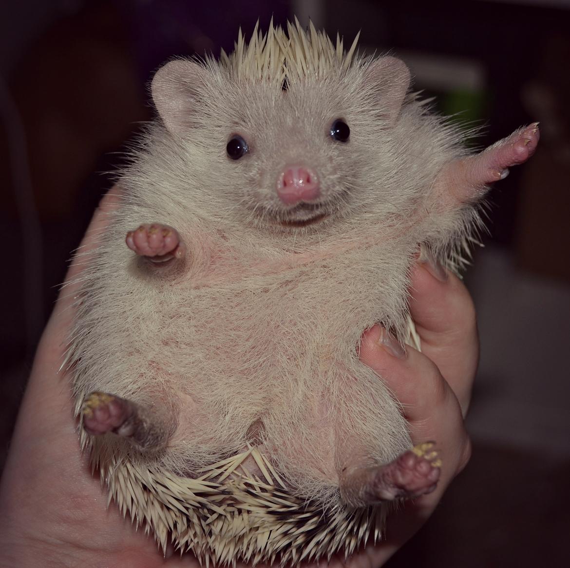 Pindsvin Snowie  billede 3