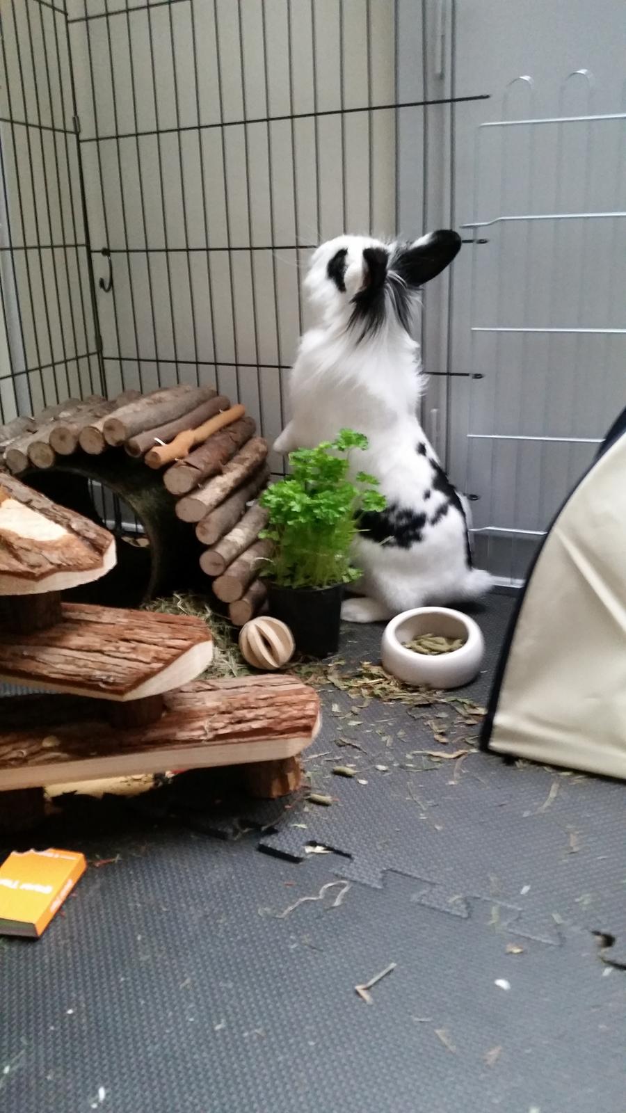 Kanin Luna billede 2