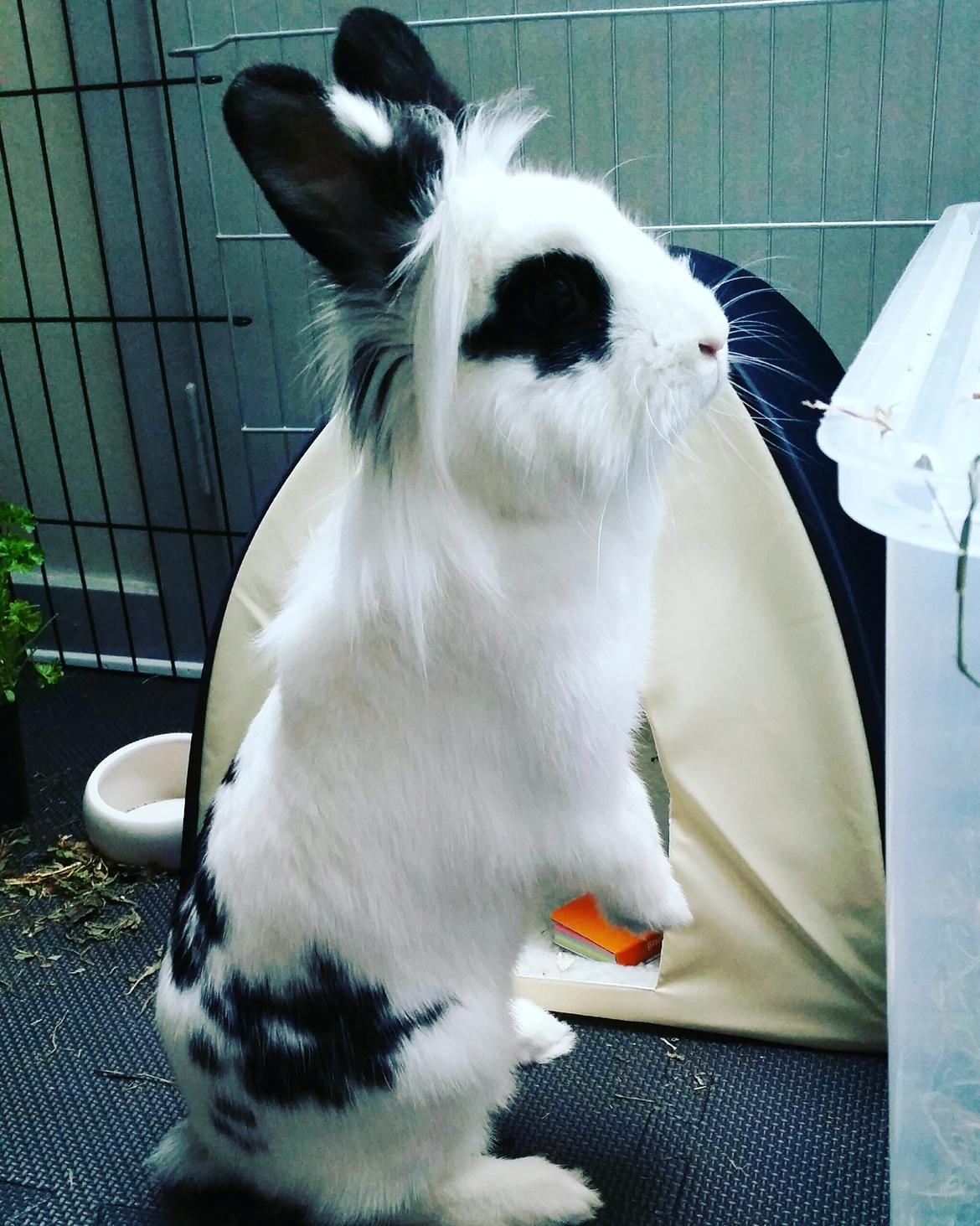 Kanin Luna billede 1