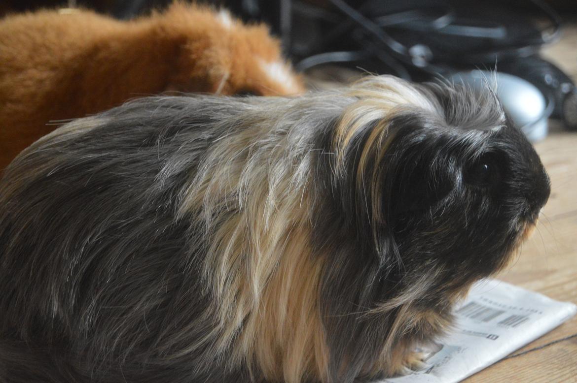 Marsvin Trold billede 11