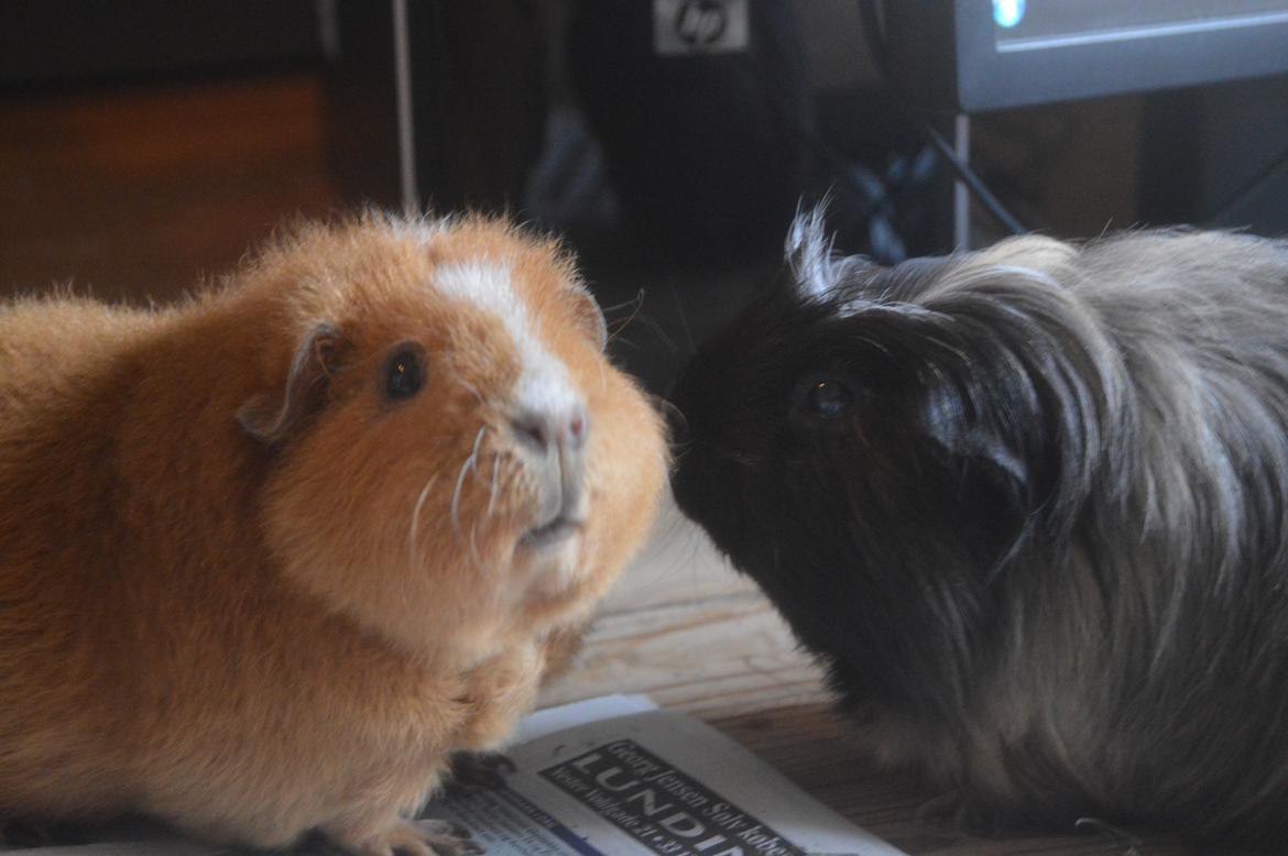 Marsvin Trold billede 19