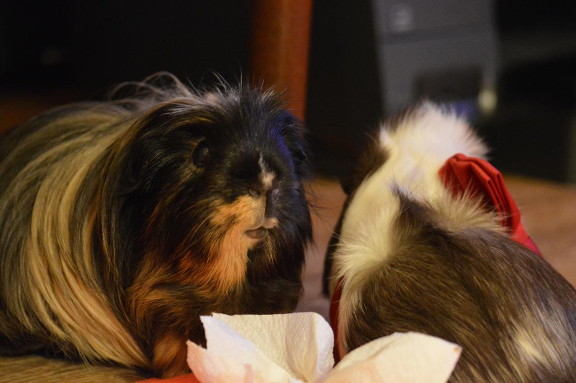 Marsvin Trold billede 13