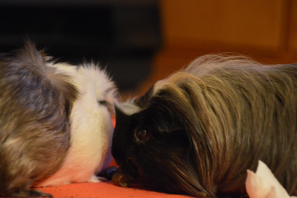 Marsvin Trold billede 6