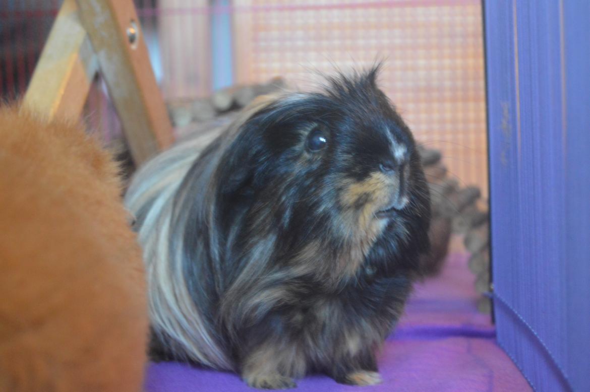 Marsvin Trold billede 28