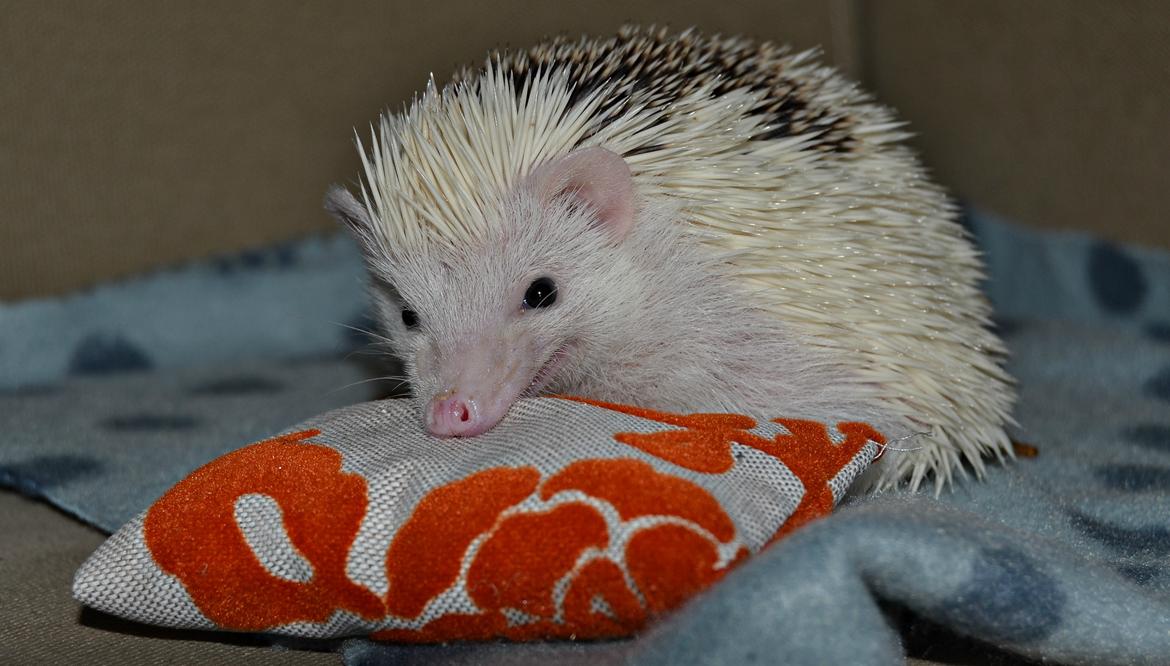 Pindsvin Snowie  billede 6