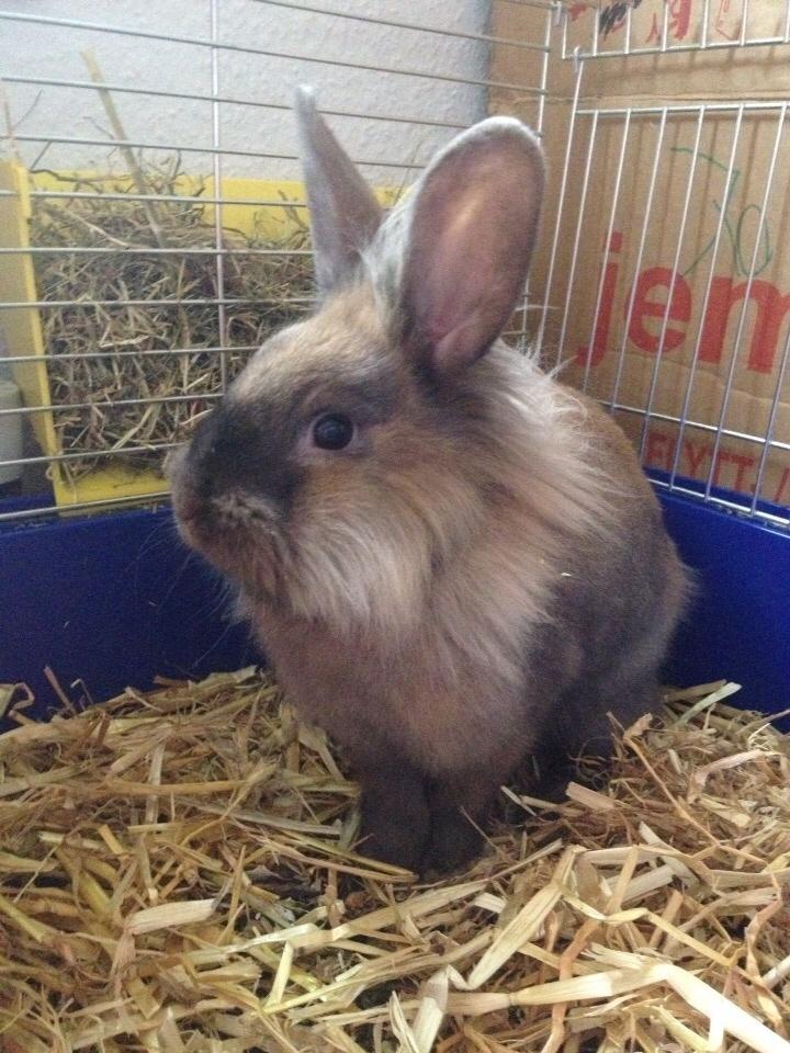 Kanin Pjuske billede 1