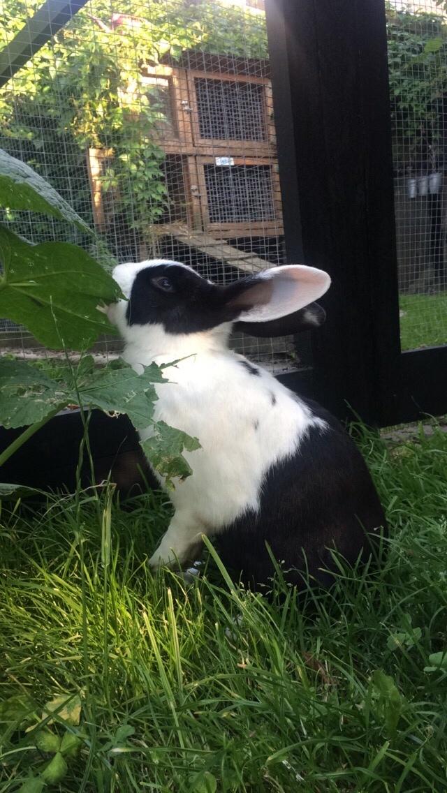 Kanin | Django R.I.P. billede 20