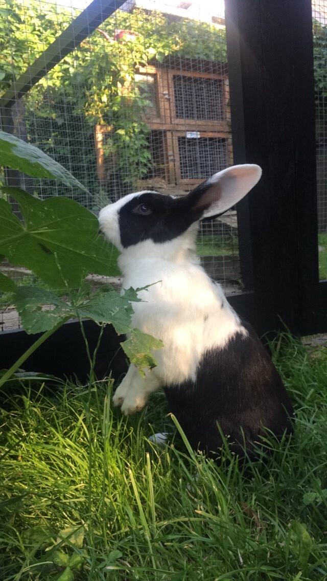 Kanin | Django R.I.P. billede 19