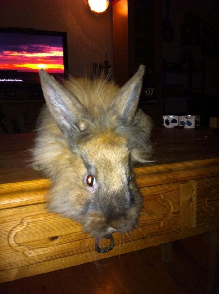 Kanin Pjuske billede 6