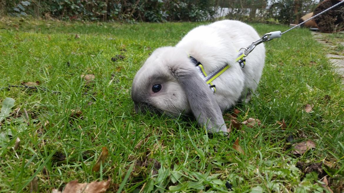 Kanin Dværgvædder Anakin billede 5