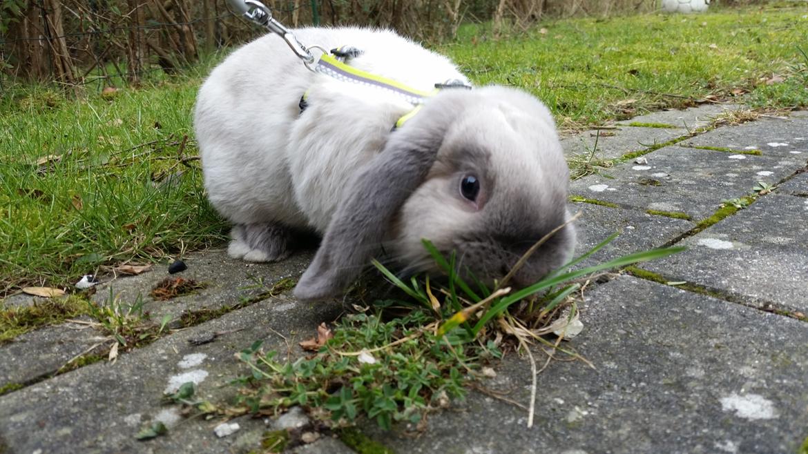 Kanin Dværgvædder Anakin billede 3