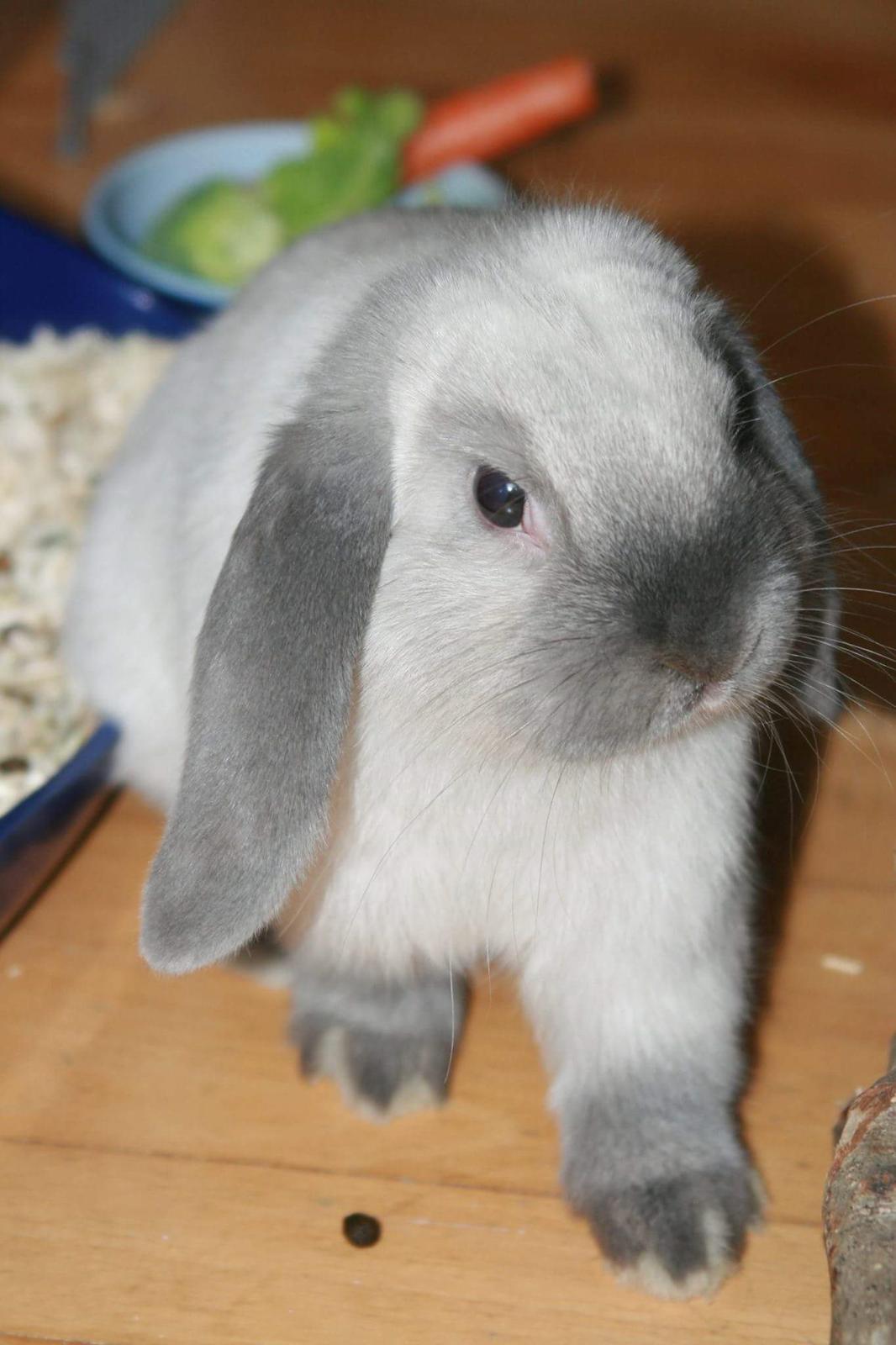 Kanin Dværgvædder Anakin billede 2