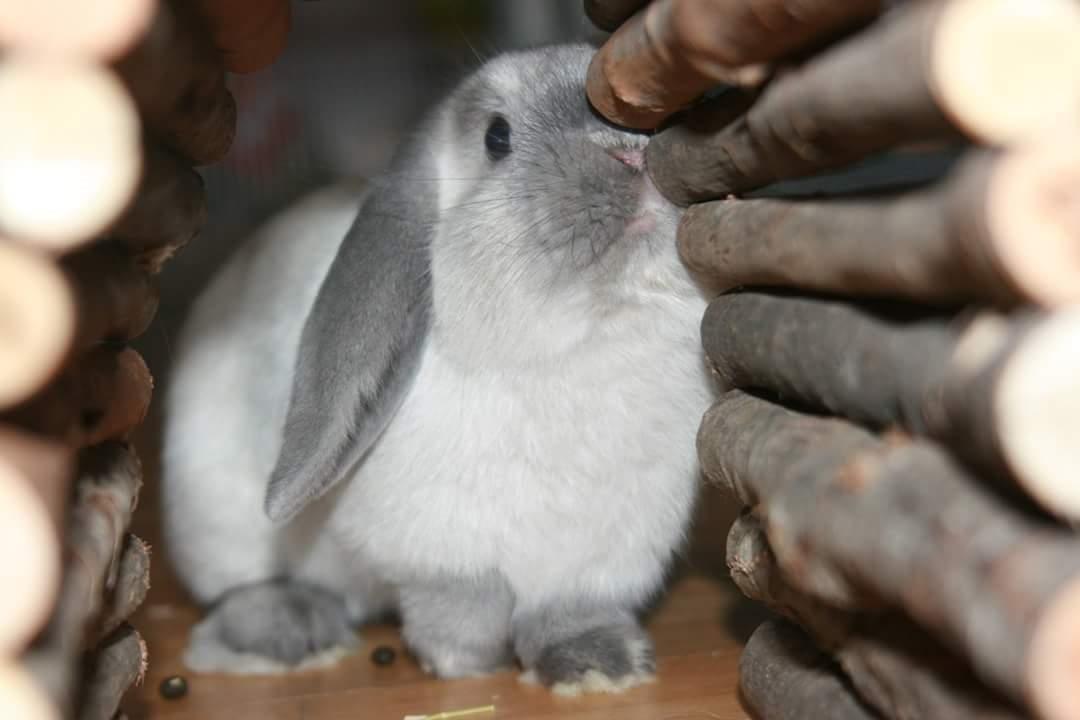 Kanin Dværgvædder Anakin billede 4