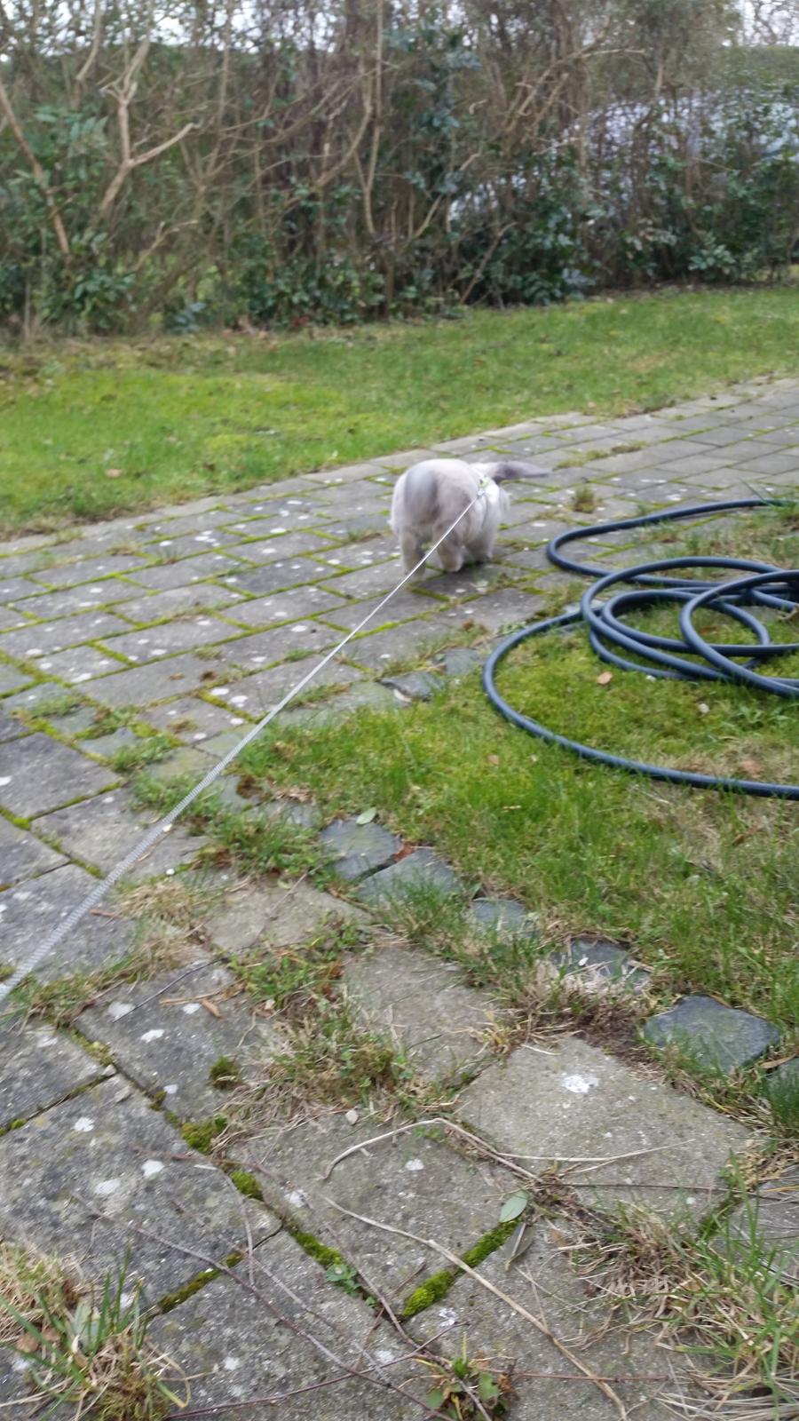 Kanin Dværgvædder Anakin billede 6