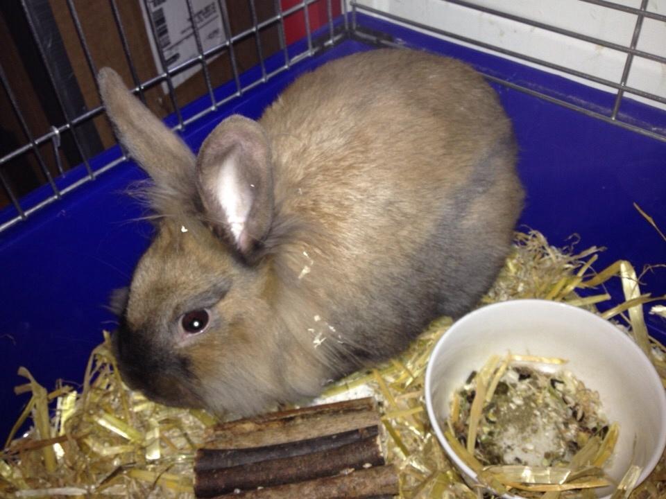 Kanin Pjuske billede 3