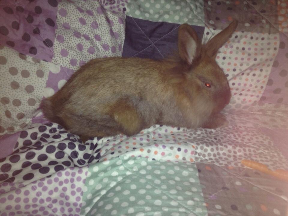 Kanin Pjuske billede 7