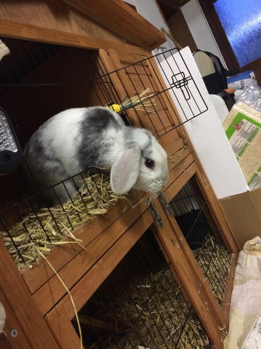 Kanin Semba! <3 billede 15