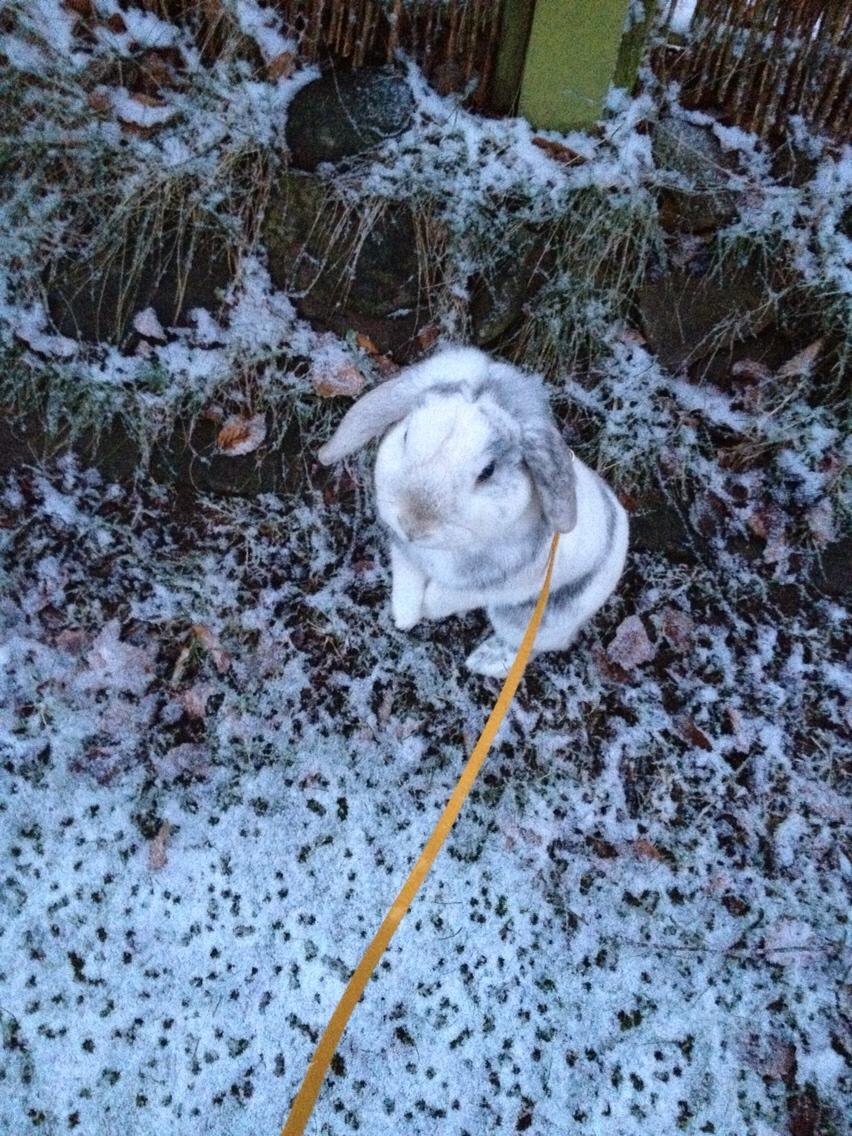 Kanin Semba! <3 billede 18