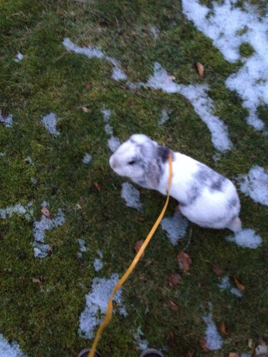 Kanin Semba! <3 billede 20