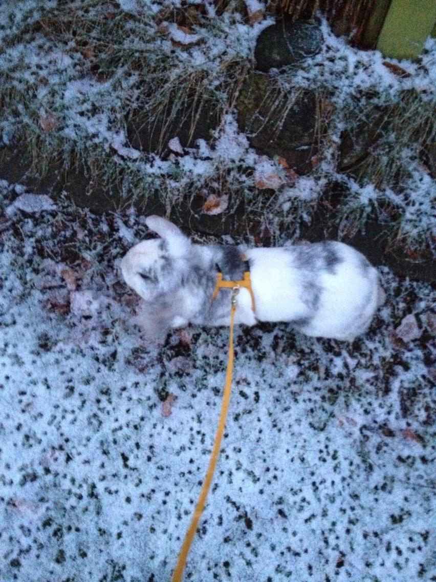 Kanin Semba! <3 billede 19