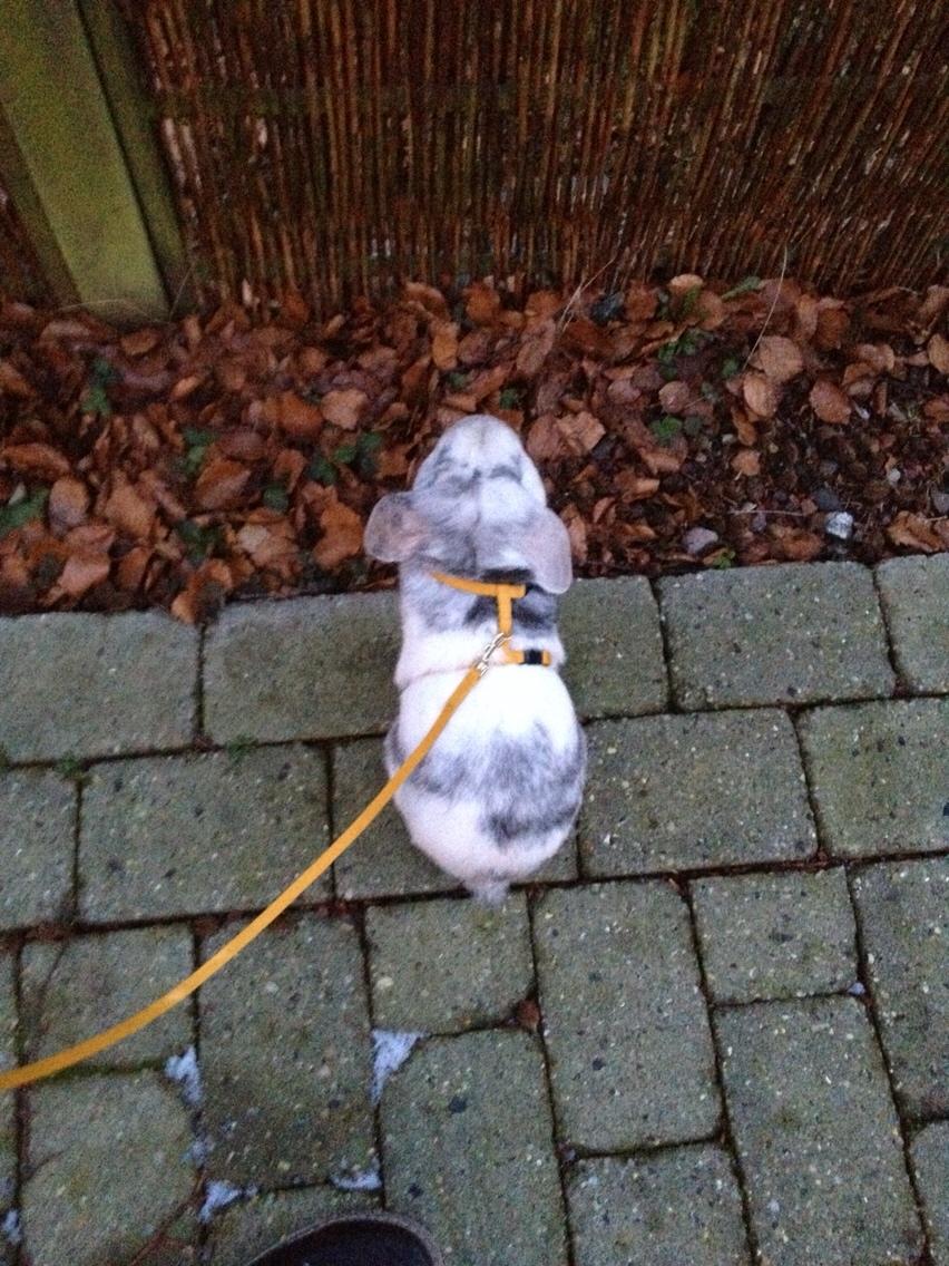 Kanin Semba! <3 billede 21