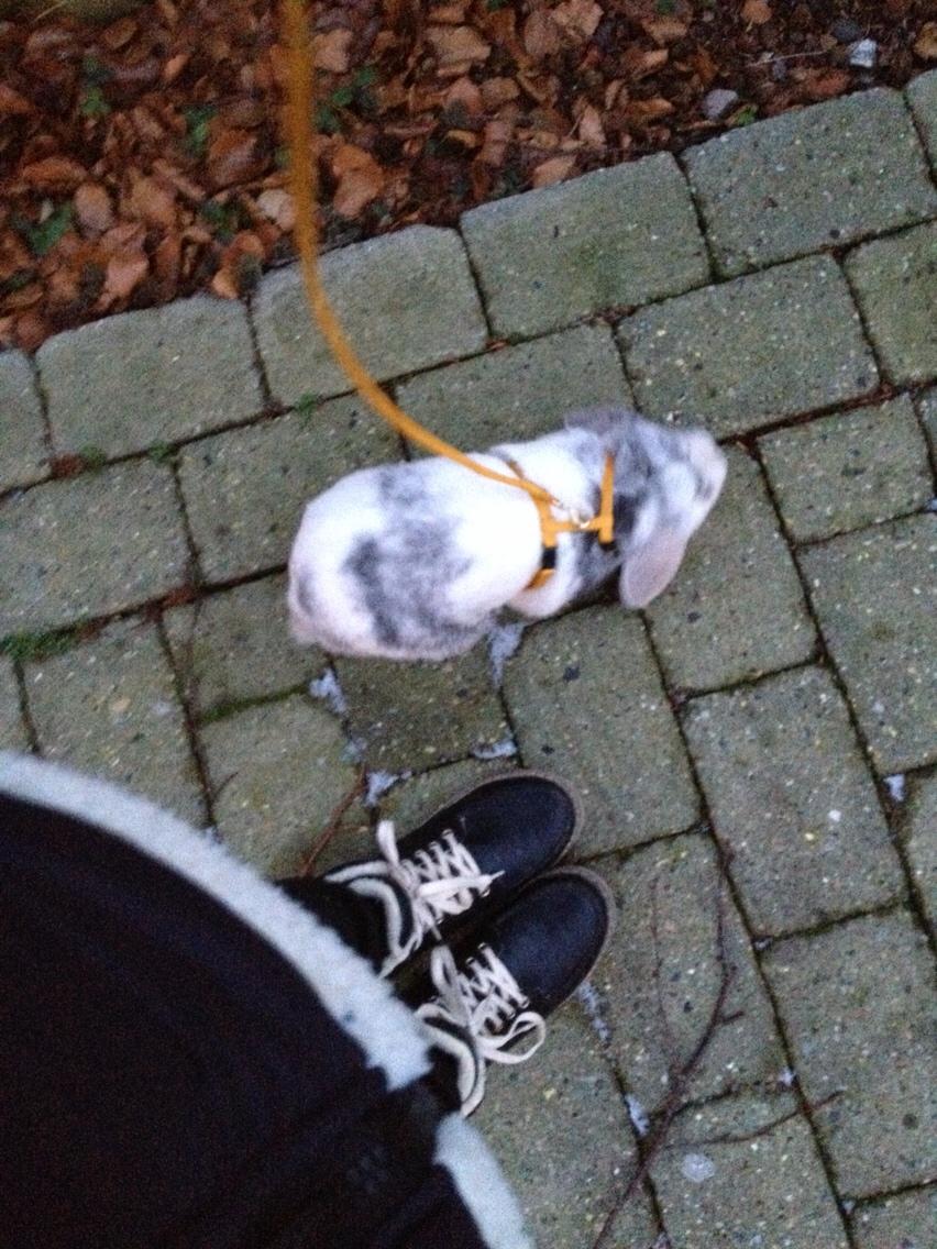 Kanin Semba! <3 billede 22