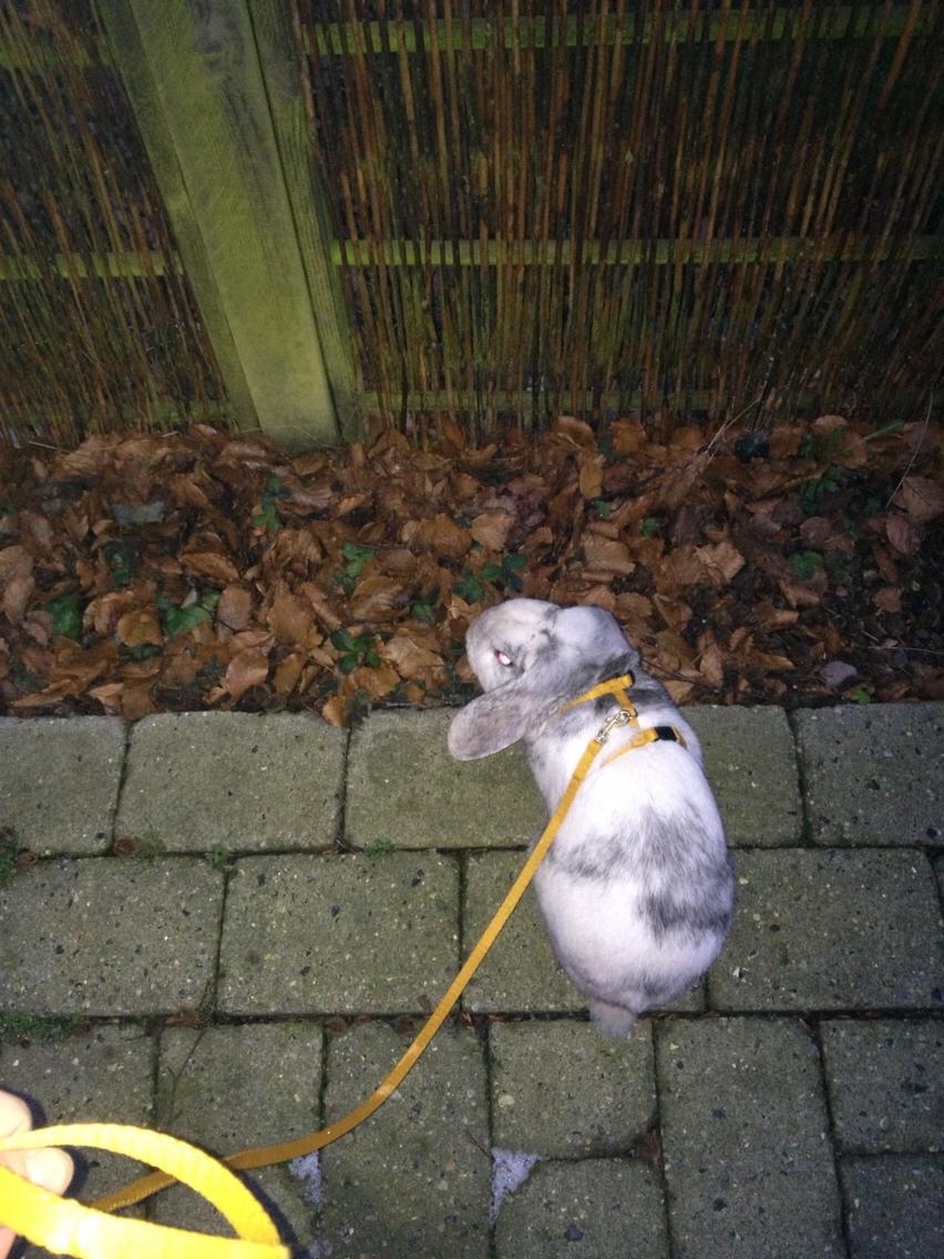 Kanin Semba! <3 billede 23