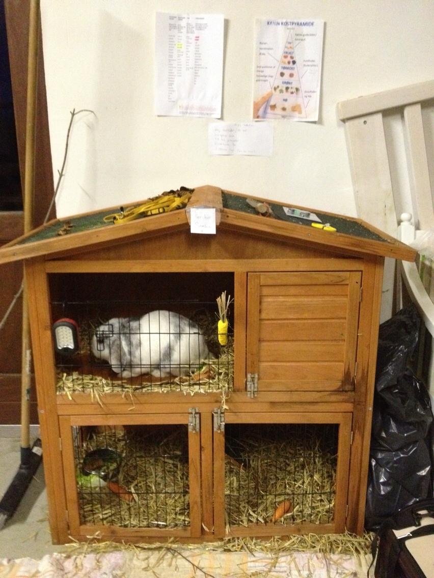 Kanin Semba! <3 billede 24